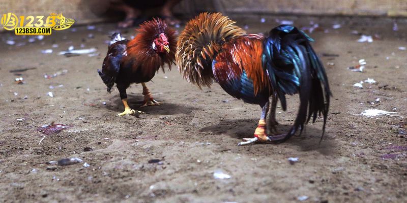 Đá gà cựa tròn những trận đấu kịch tính
