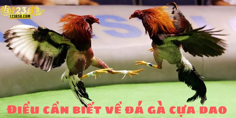 Điều cần biết về đá gà cựa dao