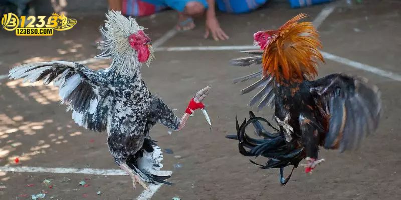 Nghiên cứu phân tích phong độ chiến kê trước trận đấu